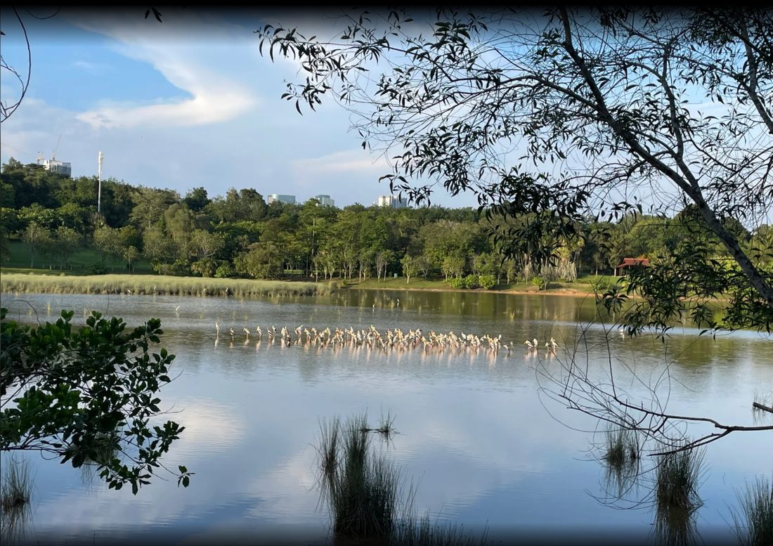 Putrajaya Wetland Maintenance photo 2