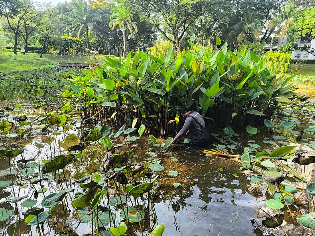 Wetland aquatic plant maintenance
