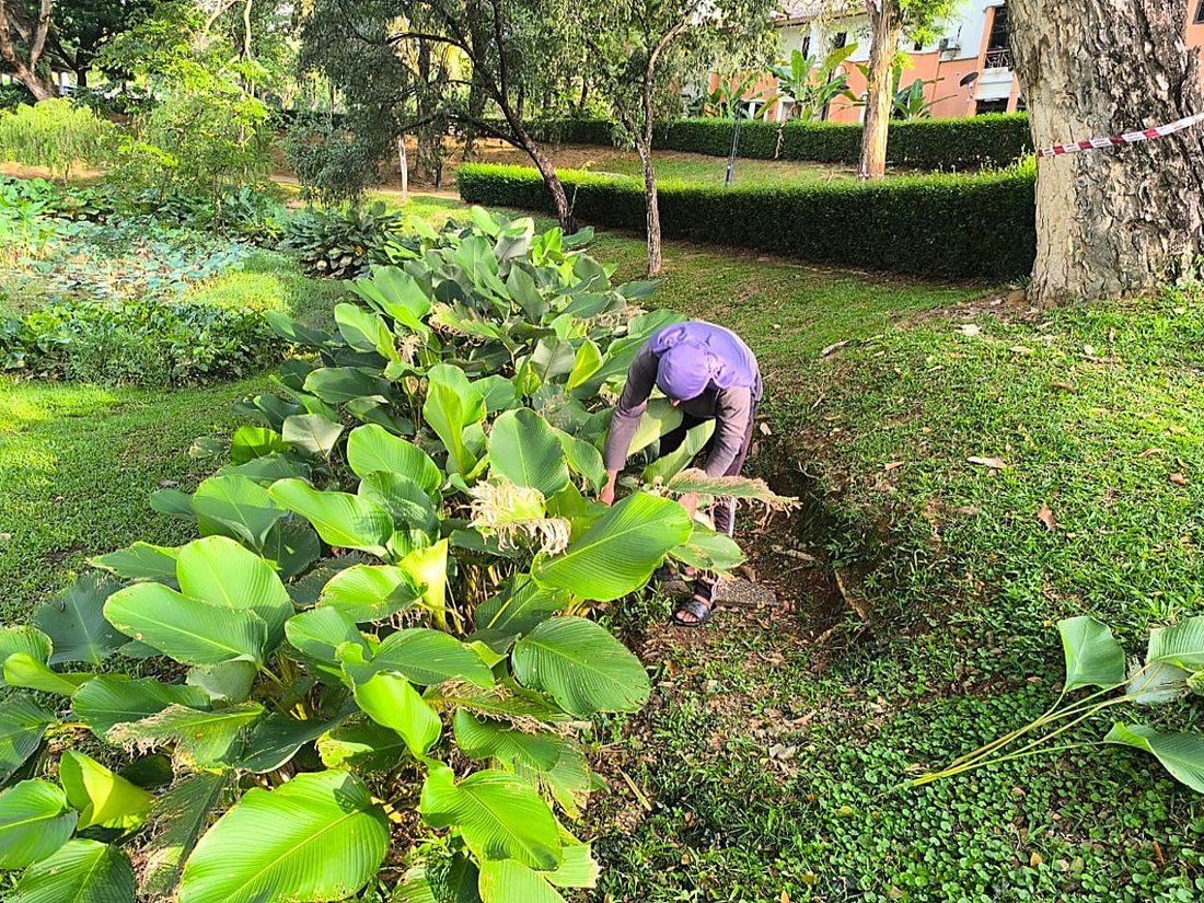 Aquatic plant tending
