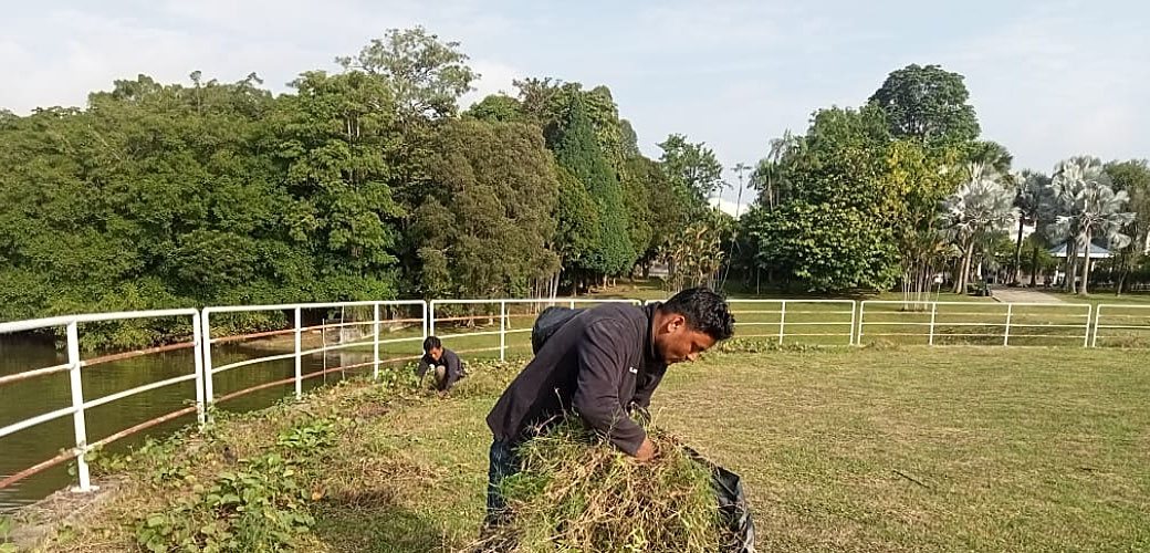 Wetland vegetation clearing