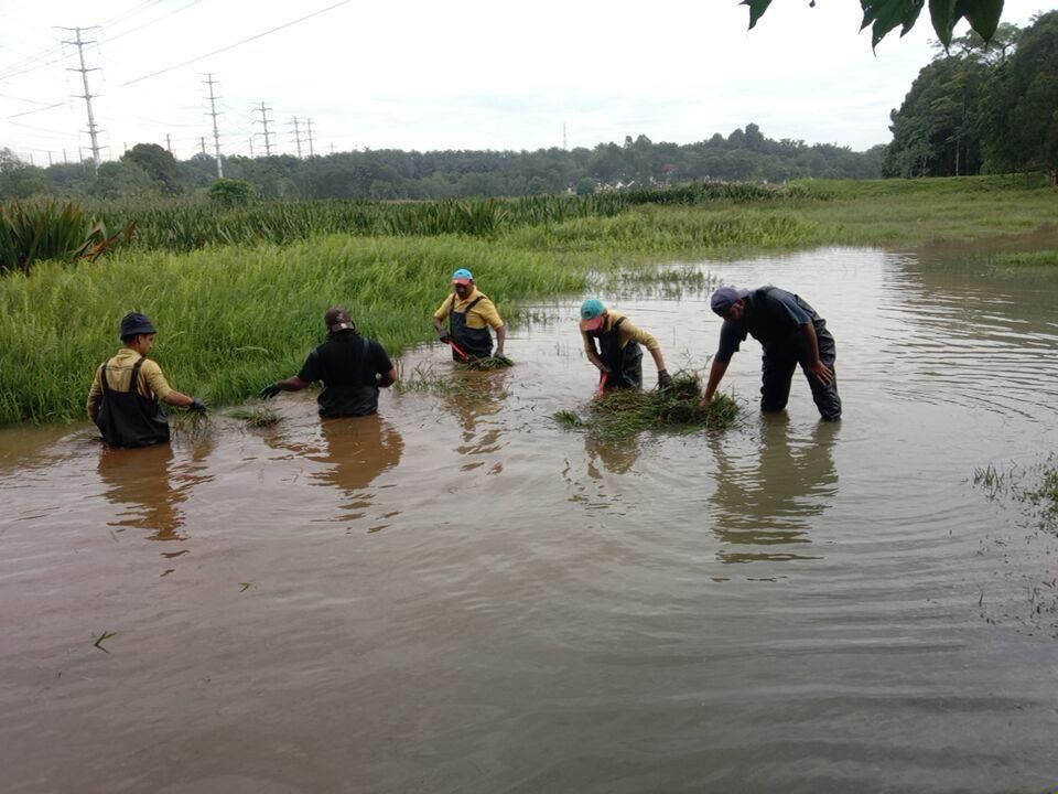 Aquatic plant clearing in water