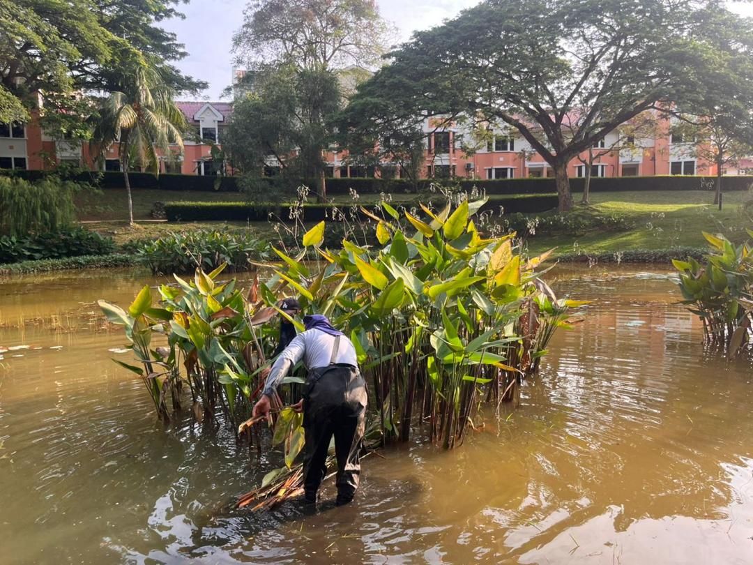Aquatic plant tending